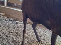 Qoyun, Arashan sheep — foto 4