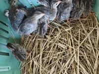 Guinea fowl — الصورة 3