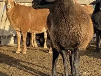 Owca, Edilbay sheep — zdjęcie 1