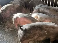 Cerdos (lote, sexo no especificado), Cerdos — foto 1