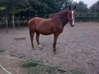 Égua, Kisber felver — foto 1