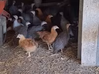 Guinea fowl — zdjęcie 3