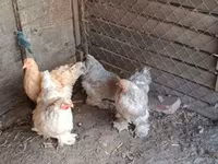 Brahma — Foto 2