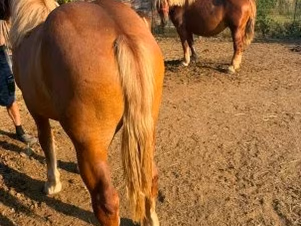 Kobila, Hungarian horse breed
