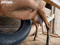 Cabra, Alpine goat — foto 5