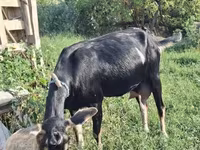 Cabra, Cabras — foto 8