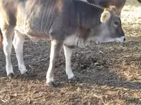 母牛, Brown Carpathian breed — 照片 2