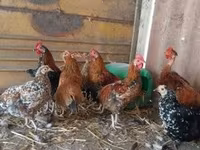 Bantam Japonesa — foto 1