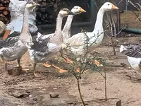 Geese — zdjęcie 1