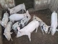 Säue, Schweine — Foto 1