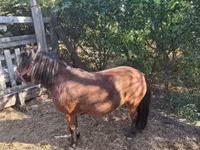 Mare, Horses — photo 4
