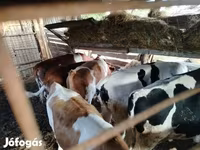 Cattle (batch, sex not specified), Cattle — photo 3