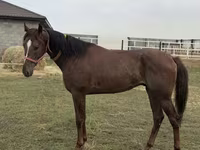 Pastuv, Arabian horse — fotografija 3