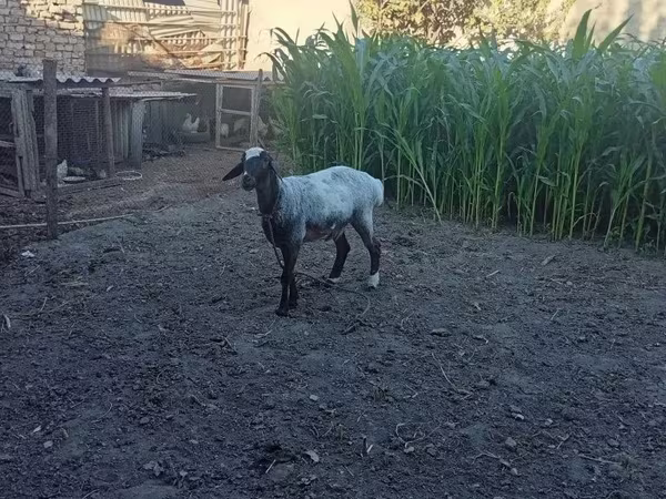 Баран, Blackheaded Persian sheep