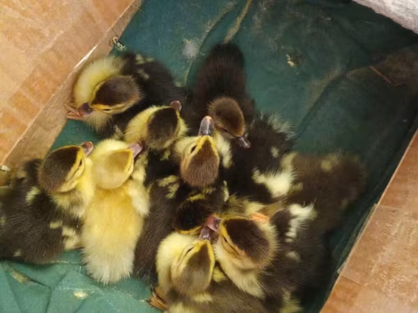 Ducks