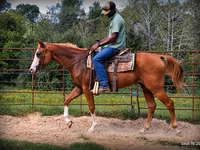 Pastuv, American paint horse — fotografija 3