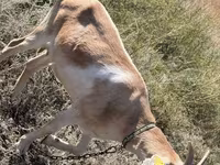 Echki, Saanen goat — 5-rasm