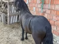 Horse (M), Horses — photo 3
