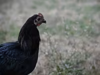 Australorp — Foto 1