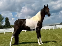 Horse (M), Tennessee Walking Horse — photo 4