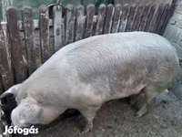 猪（批次，未指定性别）, Pigs — 照片 1