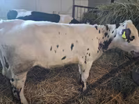 بقرة, Russian Black pied cattle — الصورة 3