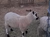كبش, Cerry Hill sheep — الصورة 2