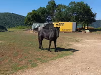 Koń, Friesian — zdjęcie 3