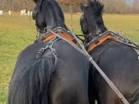 Horse (M), Hungarian horse breed — photo 3