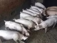 Boar, Pigs — photo 4