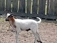 Billy Goat, Goats — photo 2