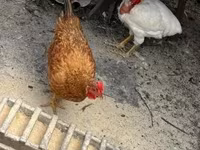 Chickens — Foto 1
