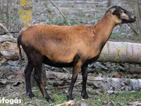 母羊, Cameroon sheep — 照片 1