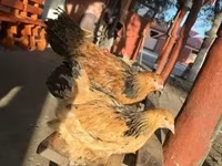 Brahma — foto 5
