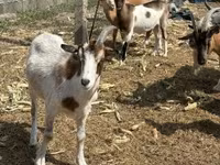 Billy Goat, Goats — photo 7