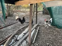 Chickens — zdjęcie 3