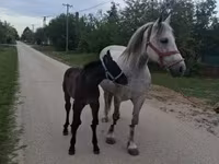 Kobyła, Friesian — zdjęcie 2
