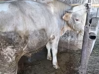 Bik, Swiss cattle — fotografija 6