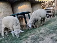公羊, White Suffolk sheep — 照片 5