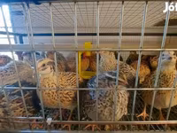 Quails — फ़ोटो 5