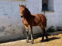 Koń, Konie — zdjęcie 6