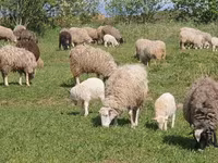 Ovca, Edilbay sheep — fotografija 3