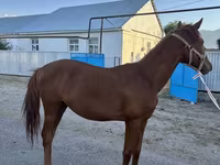 公马, Arabian horse — 照片 2