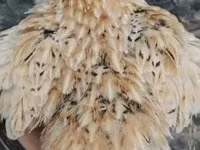 Quails — Foto 5