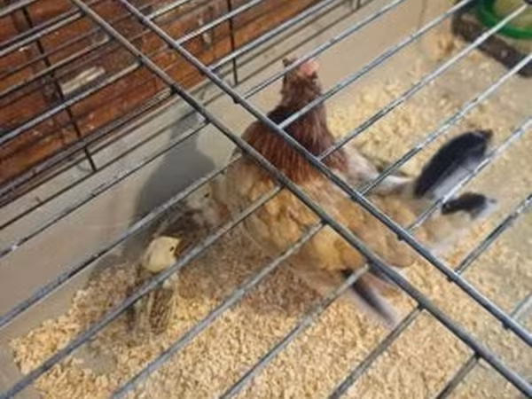 Chickens