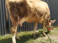 Krava, Swiss cattle — fotografija 5
