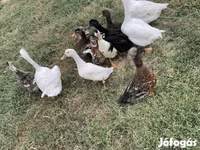 Ducks — 照片 3