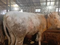 Bull, Cattle — photo 2