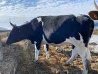 Krava, Russian Black pied cattle — fotografija 3