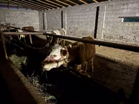 Bik, Latvian Blue cattle — fotografija 1